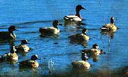Waterfowl at Jacques Marsh