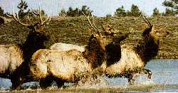 Elk using Jacques Marsh