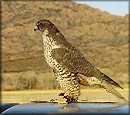 Beautiful Birds