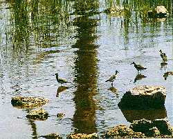 Shorebirds using Telephone Lake.
