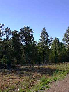 Deep forests near Heber.
