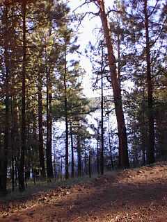 Beautiful pine forests